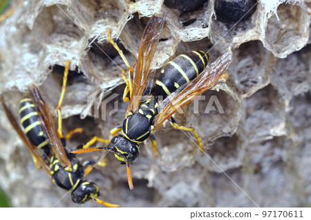 Togarifutamon paper wasp (Tsurui Village, Hokkaido) Togarifutamon paper wasp (Tsurui Village, Hokkaido) 97170611