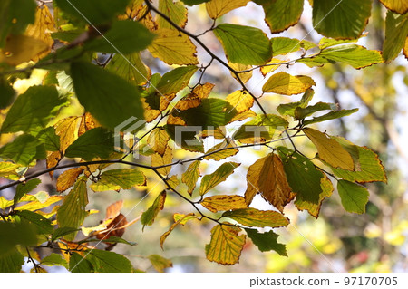 天然植物金縷梅在 11 月中旬離開。樹蔭下的樹葉是綠色的，陽光下的樹葉是黃色的。 97170705
