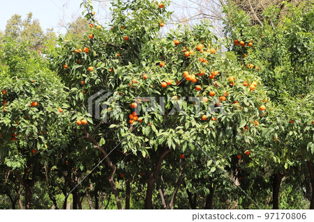 Rich harvest of citrus fruits in the city park. Rich harvest of citrus fruits in the city park. 97170806