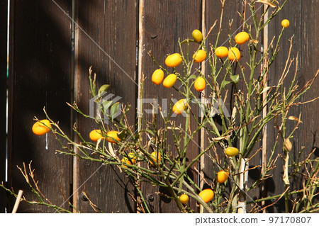 Rich harvest of citrus fruits in the city park. Rich harvest of citrus fruits in the city park. 97170807