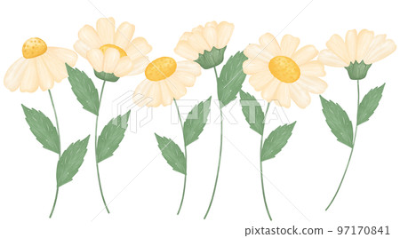 cute daisy flower watercolour illustration 97170841