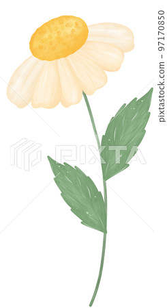 cute daisy flower watercolour illustration cute daisy flower watercolour illustration 97170850