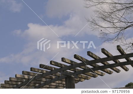 冬木，深秋的寂寞面對冬日的天空 97170956