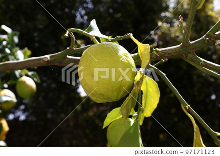 Rich harvest of citrus fruits in the city park. Rich harvest of citrus fruits in the city park. 97171123