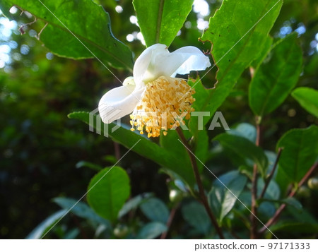 茶樹花 茶樹花 97171333