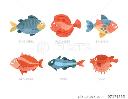 Freshwater and Saltwater Fish as Seafood Depicted in Flat Style Vector Set Freshwater and Saltwater Fish as Seafood Depicted in Flat Style Vector Set 97171335