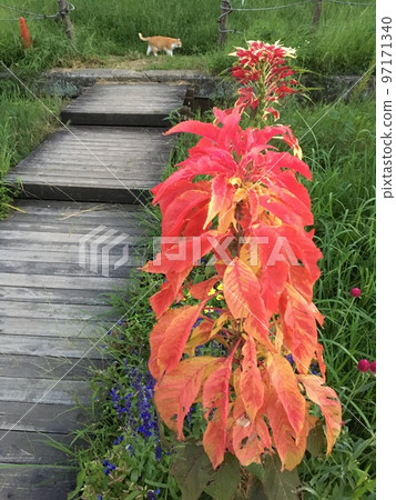 Togane in Kujukurihana, Leaf cockscomb and a cat on the side of the boardwalk on the shore of Lake Hakkaku Togane in Kujukurihana, Leaf cockscomb and a cat on the side of the boardwalk on the shore of Lake Hakkaku 97171340