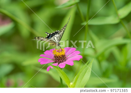 竹草和swallowtail蝴蝶 竹草和swallowtail蝴蝶 97171385