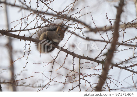 Ezo squirrel found in the winter woodlands 97171404