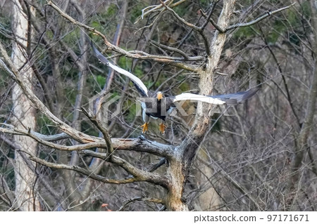 斯特勒的海鷹場景 97171671