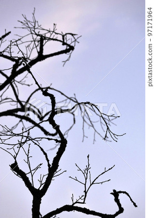 Shadow-like tree 97171964