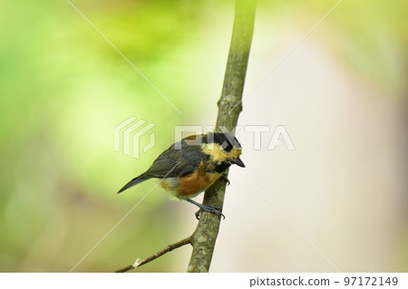 Juvenile Varied Tit looking down 97172149