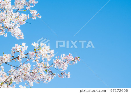 Cherry Blossoms Cherry Blossoms 97172606