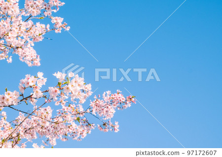 Cherry Blossoms	 97172607