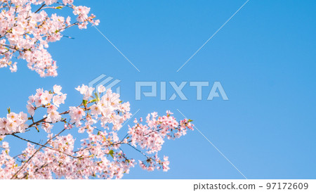 Cherry Blossoms	 97172609