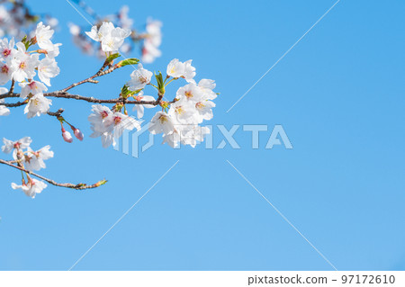 Cherry Blossoms	 97172610
