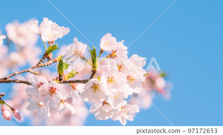 櫻桃樹 櫻桃樹 97172653