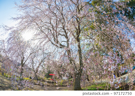 福岡縣浮羽市的垂枝櫻。 福岡縣浮羽市的垂枝櫻。 97172750