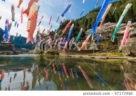 Carp streamers and cherry blossoms at Tsuetate Onsen (Oguni Town, Kumamoto Prefecture) 97172986