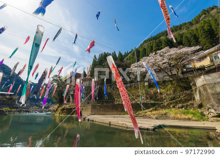 Carp streamers and cherry blossoms at Tsuetate Onsen (Oguni Town, Kumamoto Prefecture) 97172990