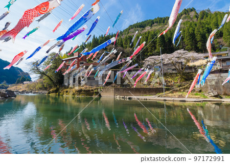 Carp streamers and cherry blossoms at Tsuetate Onsen (Oguni Town, Kumamoto Prefecture) 97172991