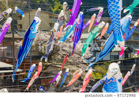 Tsuetate 溫泉的鯉魚旗和櫻花（熊本縣小國町） 97172998