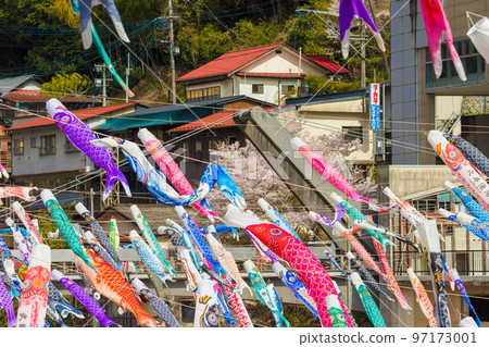 Carp streamers and cherry blossoms at Tsuetate Onsen (Oguni Town, Kumamoto Prefecture) 97173001