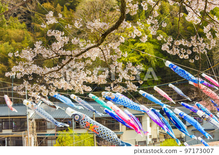 Carp streamers and cherry blossoms at Tsuetate Onsen (Oguni Town, Kumamoto Prefecture) 97173007