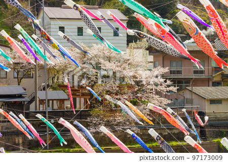 Carp streamers and cherry blossoms at Tsuetate Onsen (Oguni Town, Kumamoto Prefecture) 97173009