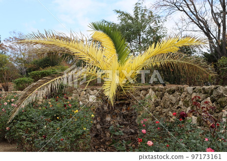 Tall palm tree in a city park in Israel. Tall palm tree in a city park in Israel. 97173161