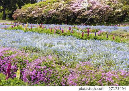 能古島島公園nemophila花園 97173494