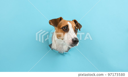 Funny dog muzzle from a hole in a paper blue background. Copy space. Funny dog muzzle from a hole in a paper blue background. Copy space. 97173580