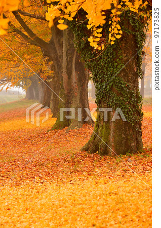 Gingko, Fallen Leaves, Autumn Leaves (Tochigi Prefecture) 97173825