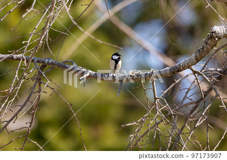 EOSR6.廣島宮島，會說話的山雀。 97173907
