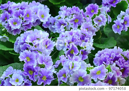 Early spring flower material Primula obconica Early spring flower material Primula obconica 97174058