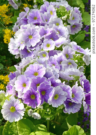 Early spring flower material Primula obconica Early spring flower material Primula obconica 97174062