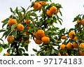 Mandarin orange picking image 97174183