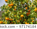 Mandarin orange picking image 97174184