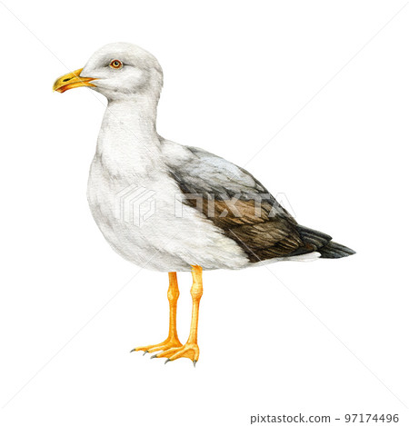 Seagull bird watercolor illustration. Hand drawn realistic gull sea, ocean marine avian image. Lesser black-backed gull illustration. Beautiful seagull element on white background Seagull bird watercolor illustration. Hand drawn realistic gull sea, ocean marine avian image. Lesser black-backed gull illustration. Beautiful seagull element on white background 97174496