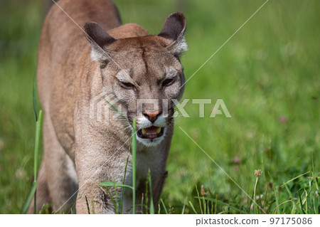 American big cat cougar (Puma concolor) 97175086