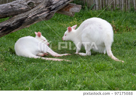White kangaroo Macropus rufogriseus on the green grass. Albino kangaroo 97175088