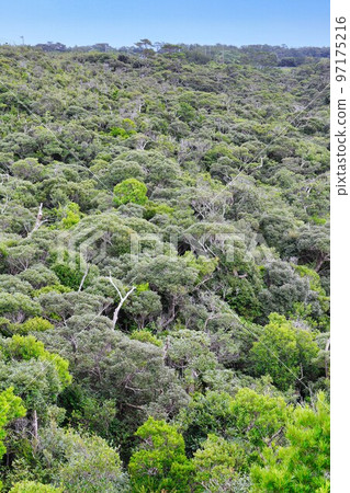 Road Station Yanbaru Pineapple Hill Aha（沖繩縣） 97175216