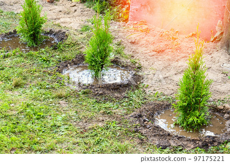 a woman plants a thuja, planting a coniferous tree thuja. 97175221