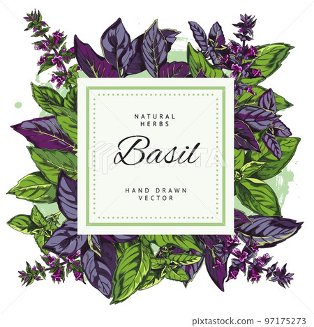 Blank square badge on backdrop of basil sketch vector illustration isolated. Blank square badge on backdrop of basil sketch vector illustration isolated. 97175273