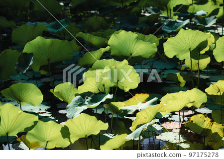 Lotus leaf plant with sunlight in the pond Lotus leaf plant with sunlight in the pond 97175278