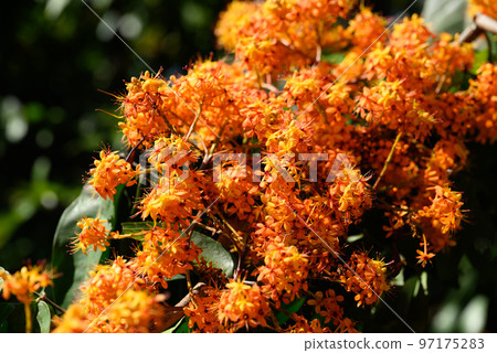 Orange flowers (Ashoka tree) blooming in ornamental garden Orange flowers (Ashoka tree) blooming in ornamental garden 97175283