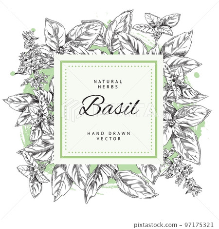 Basil natural herb banner template, hand drawn sketch vector illustration isolated on white background. Basil natural herb banner template, hand drawn sketch vector illustration isolated on white background. 97175321