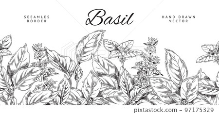 Basil herb seamless border, hand drawn sketch vector illustration on white background. Basil herb seamless border, hand drawn sketch vector illustration on white background. 97175329