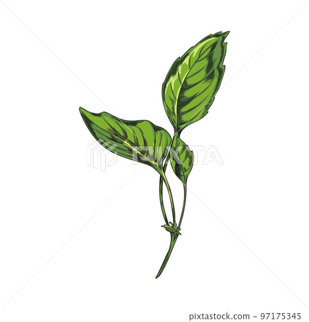 Hand drawn green basil twig with leaves sketch style, vector illustration 97175345