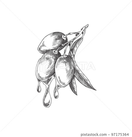 Fresh olive branch with dropping oil vector illustration isolated on white. 97175364